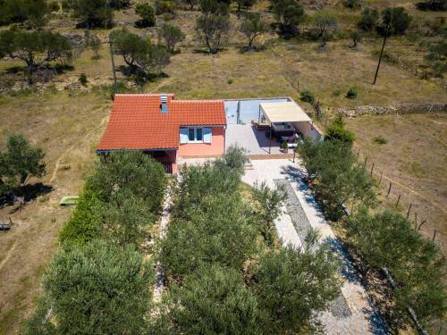 House Olive Tree