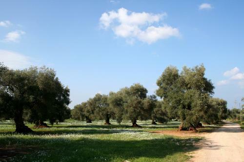 Agroturismo Agriturismo Masseria Morrone