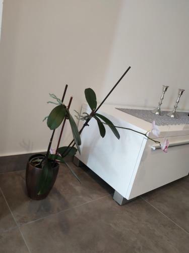 Apartman Grace