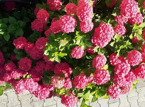 Apartamento Ferienwohnung Im Fischerh�usle