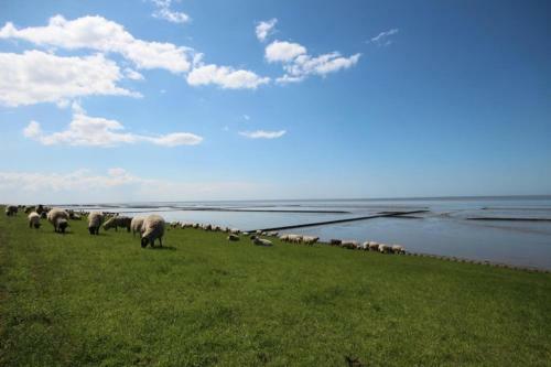 Gro�e Nordseewelle Ohne Hund - A17089