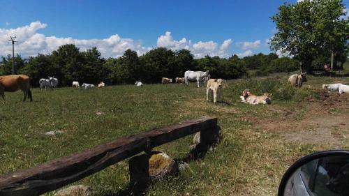 Agroturismo Agriturismo Poggio Della Capanna
