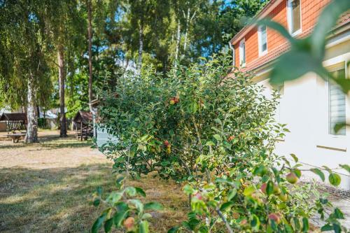 Xxl Ferienhaus Dierhagen Strand