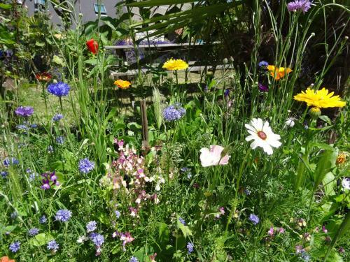 Apartamento G�tes Rose Des Sables
