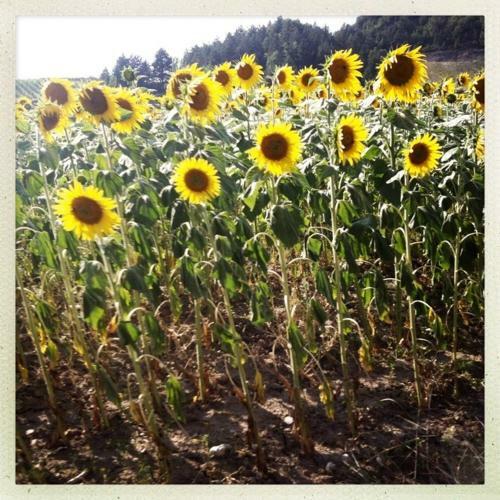Bed & Breakfast Le Vin De L'et�