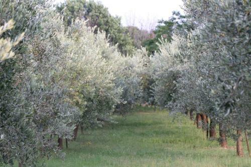 Villa Premantura Olive Garden