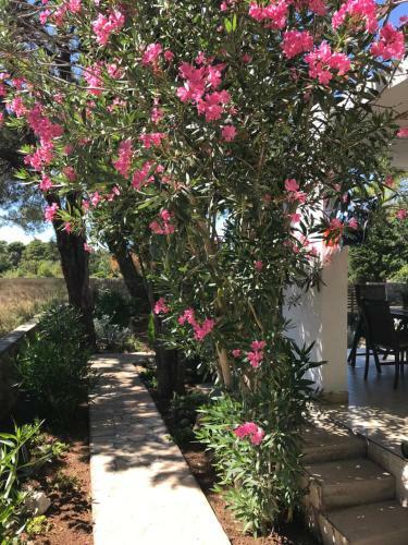 Apartamentos Holiday Home Nova