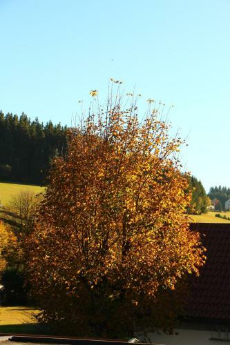 Hostal Gasthof Schwarzwaldtanne