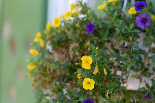 Zoi's House Luxurious Vacation