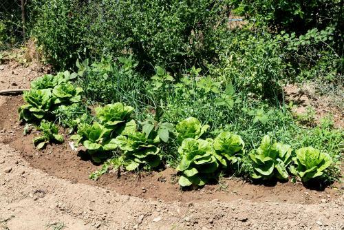 Zoi's House Luxurious Vacation