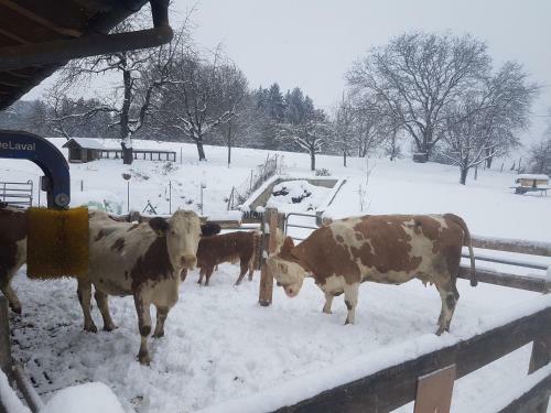 Agroturismo G�stehaus Annemarie