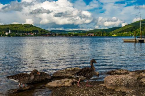 Apartamento Ferienwohnung Seeblick Nr 1, 3 Zi-b�rental, Feldberg