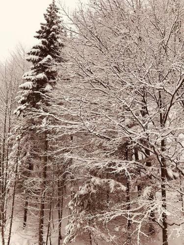 Apartm�n 16 Romantika Chopok Juh T�le