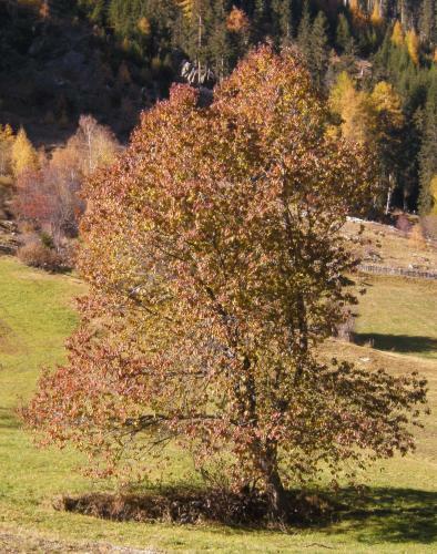 Apart Dorfblick