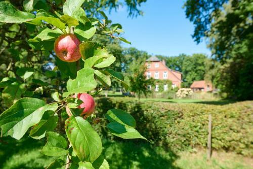 Bed & Breakfast Hof W�lper Raven