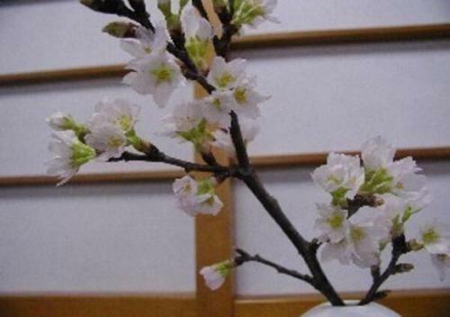 Hotel Wakaba Ryokan / Vacation Stay 29375