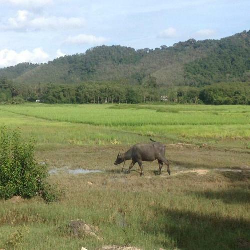 Mr Bao Homestay & Bungalows