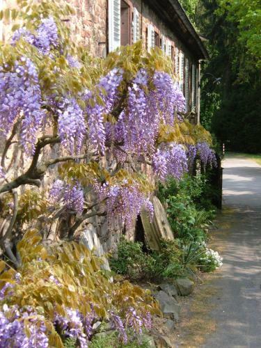 Hotel Fuchs'sche M�hle