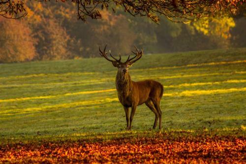 Les 12 Bois Du Cerf