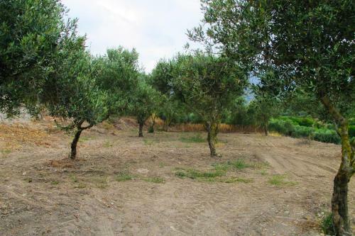 Agroturismo Petrakis Cretan Homes