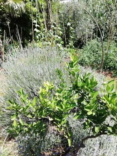 Apartmani Palmas Rijeka