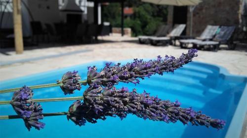Villa Lavender Hill Hvar Spa