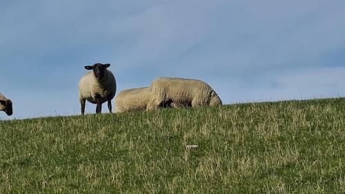 Ferienhaus Femke