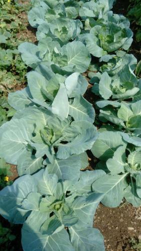 Villa Apartments Ana