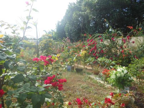 Hostal Jungle Flower Guest House