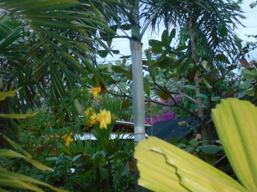 Hostal Jungle Flower Guest House
