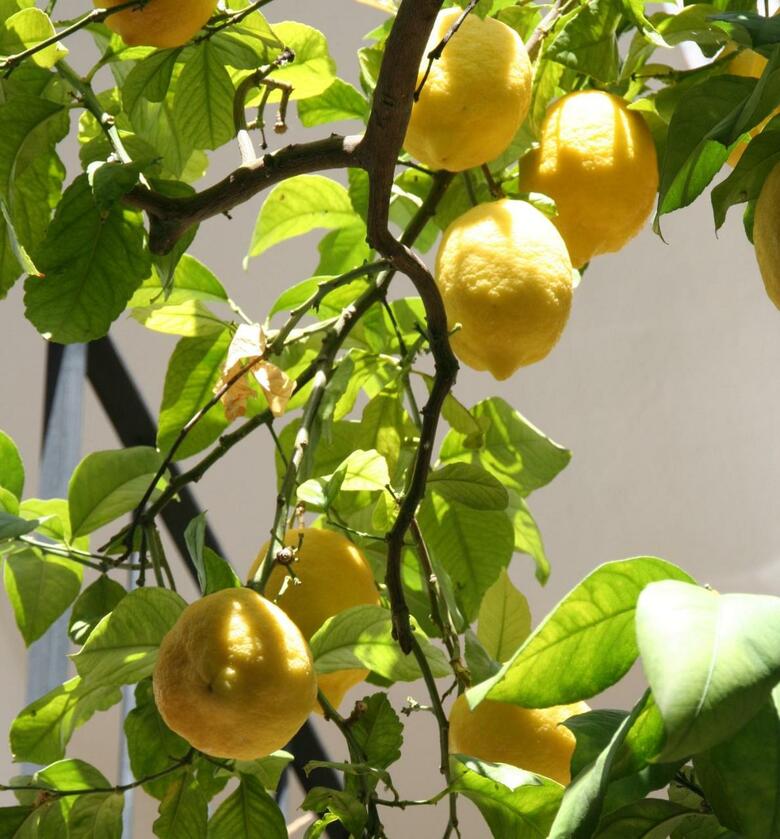 Hotel La Posada Del Angel