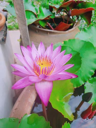 ??????????? Hug Khieng Khong Nongkhai Hostel