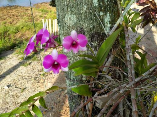 Hostal Khum Thong Resort
