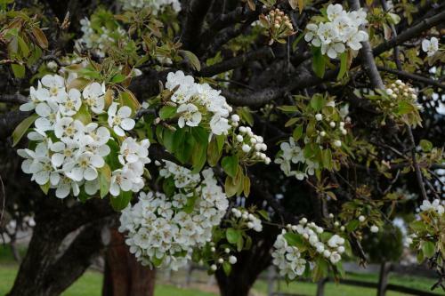 Blossoms On The Bay - Nubeena
