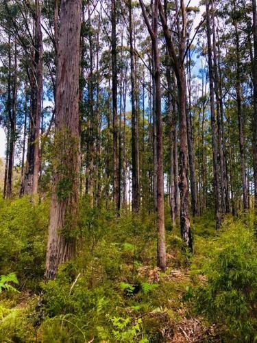 Pemberton Forest View Retreat