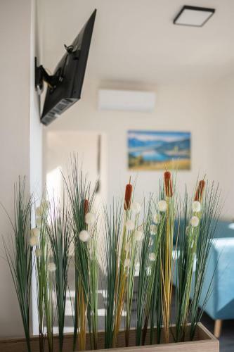 Apartsee Wellness Plze?