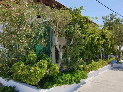 Apartamento Traditional Olive House