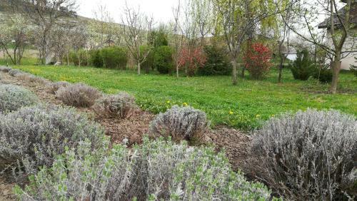 Lavander Garden Camping