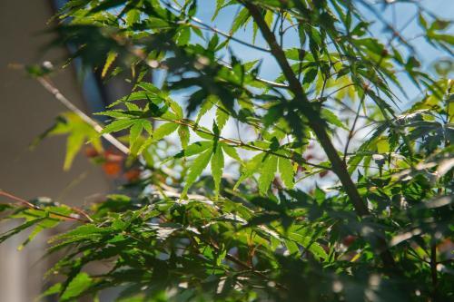 Forest Villa Yugawara - Vacation Stay 75640v
