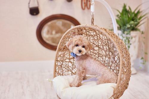 Hotel Le Chien Kyukaruizawa