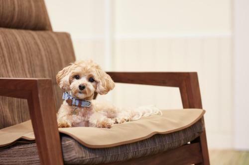 Hotel Le Chien Kyukaruizawa