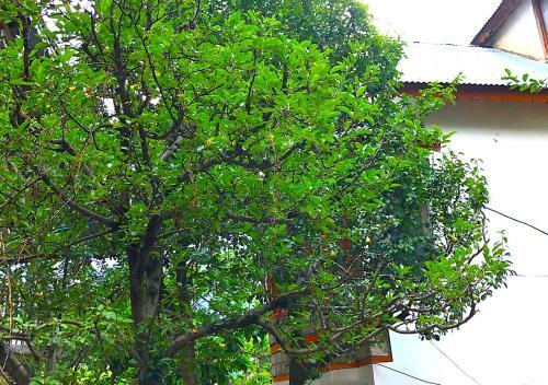 Shashwat Homestay With Garden View