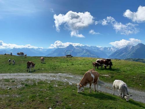 Hotel Schneekarh�tte Im Sommer