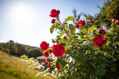 Apartamento Hof Zaunfranzl