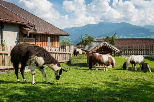 Apartamento Ferienwohnungen Plattnerhof