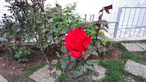 Apartamento Cozy Flat In Nea Makri
