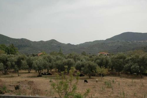 Apartamento Elenis Olive Green Studio