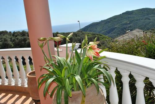 Apartamento Amaryllis House