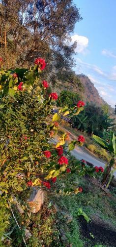 Teesta Tendong Homestay