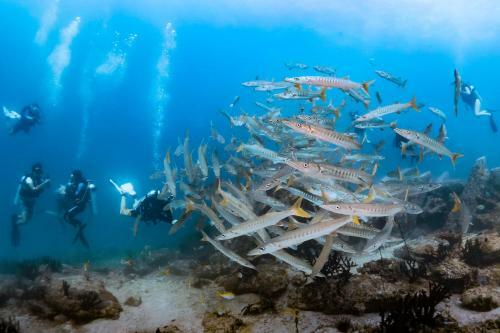 Hotel Forra Dive Resort Sunrise